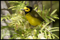 Hooded Warblers