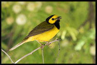 Hooded Warbler
