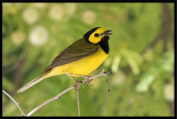 Hooded Warbler