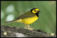 Hooded Warbler