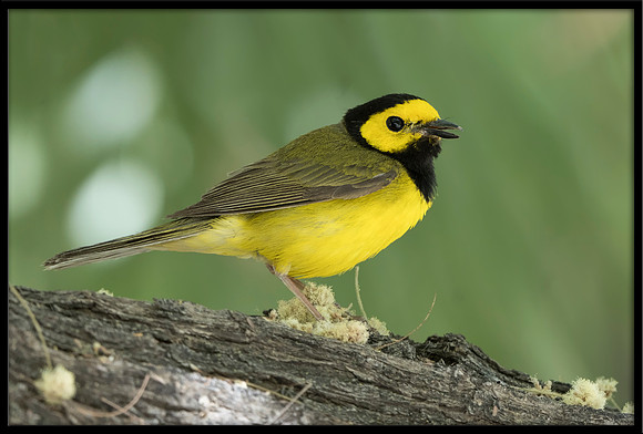 Hooded Warbler