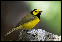 Hooded Warbler