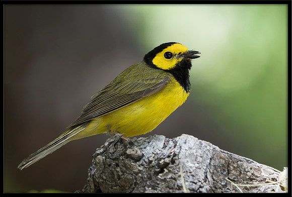 Hooded Warbler