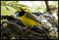 Hooded Warbler
