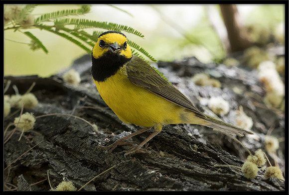 Hooded Warbler