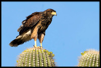 Harris's Hawk juvie