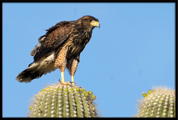 Harris's Hawk juvie