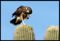 Harris's Hawk juvie