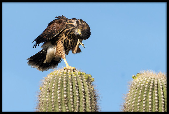 Harris's Hawk juvie