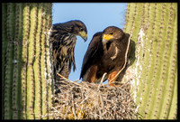 Harris's Hawk mother and juvie in nest