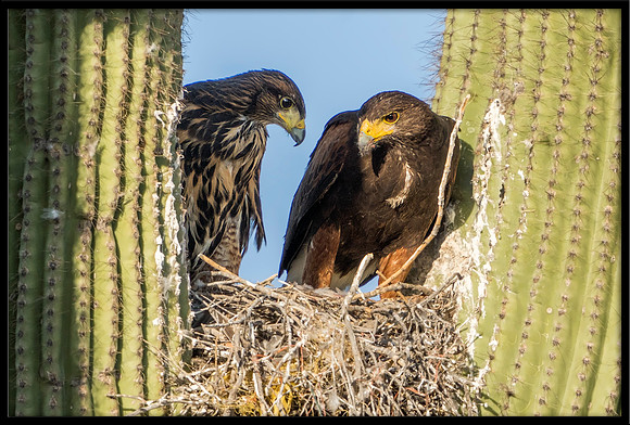 Harris's Hawk mother and juvie in nest