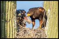Harris's Hawk mother and juvie in nest