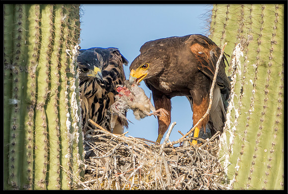 Harris's Hawk mother and juvie in nest