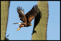 Harris's Hawk
