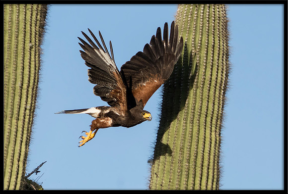 Harris's Hawk