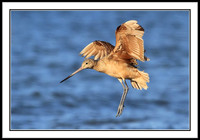 Godwits
