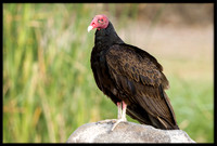 Turkey Vulture
