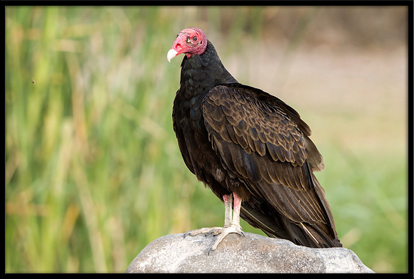 Turkey Vulture