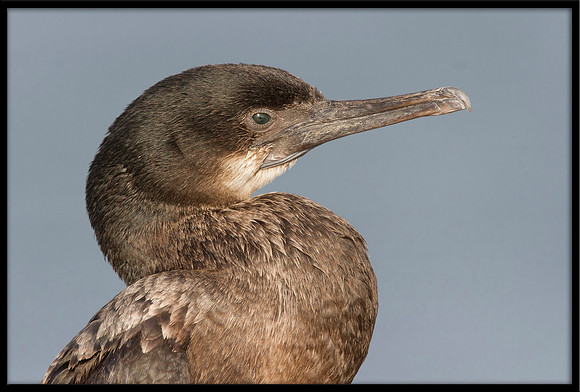 Double-crested Cormorant (juvi)