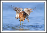 Dowitcher