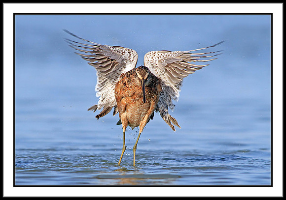 Dowitcher