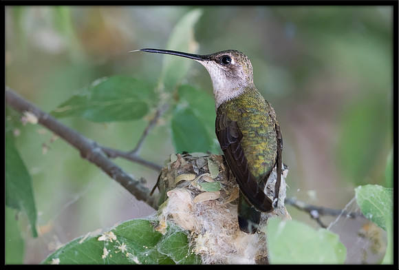 Black-chinned Hummingbird mother on nest - Day 1