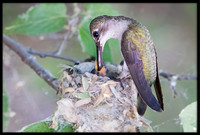 Black-chinned Hummingbird mother on nest - Day 5