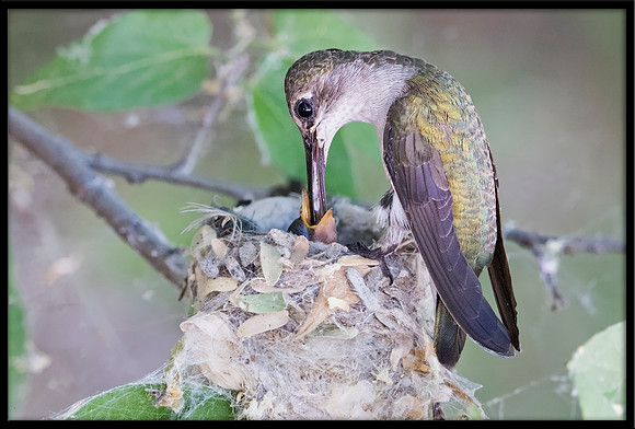 Black-chinned Hummingbird mother on nest - Day 5