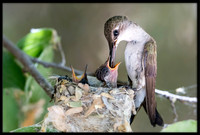 Black-chinned Hummingbird mother on nest - Day 9