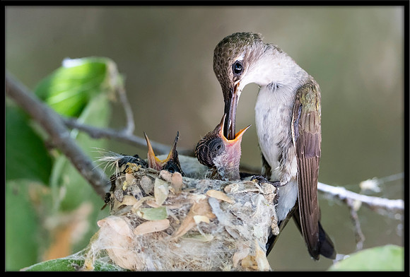 Black-chinned Hummingbird mother on nest - Day 9