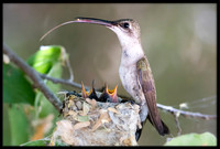 Black-chinned Hummingbird mother on nest - Day 9