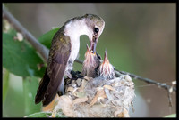 Black-chinned Hummingbird mother on nest - Day 12