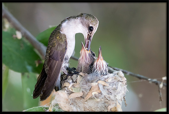 Black-chinned Hummingbird mother on nest - Day 12