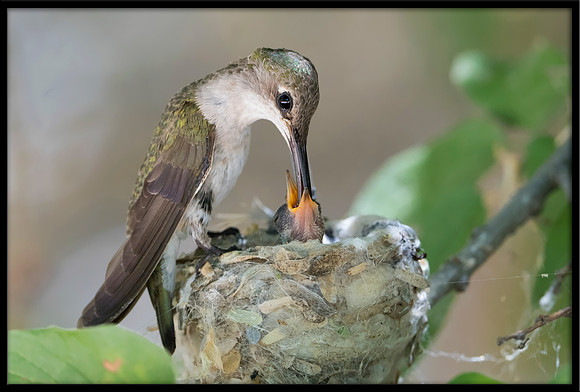 Black-chinned Hummingbird mother on nest - Day 9