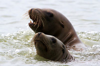 Sea Lion parent and pup