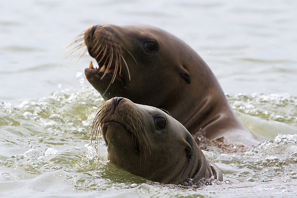 Sea Lion parent and pup
