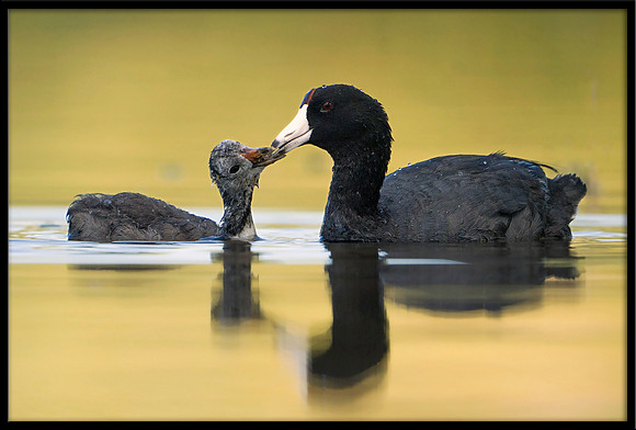 American Coot