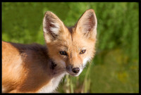 Red Fox