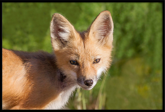 Red Fox