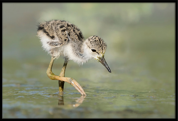 Black-necked Stilt Chick, 6/6/2020