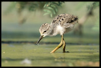 Black-necked Stilt Chick, 6/6/2020
