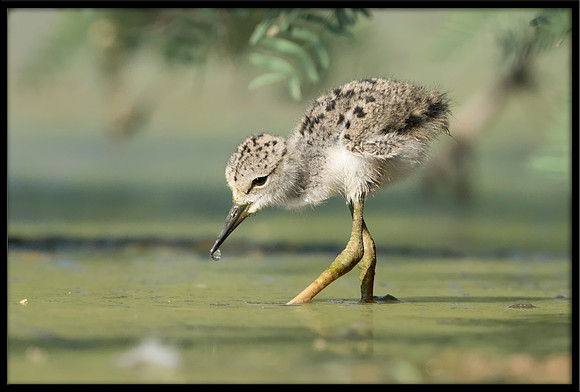 Black-necked Stilt Chick, 6/6/2020