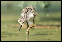 Black-necked Stilt Chick, 6/6/2020