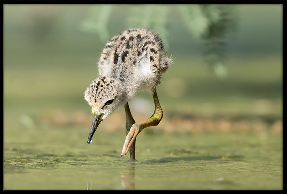 Black-necked Stilt Chick, 6/6/2020