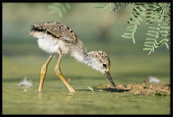 Black-necked Stilt Chick, 6/6/2020