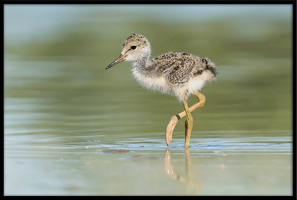 Black-necked Stilt Chick, 6/9/2020