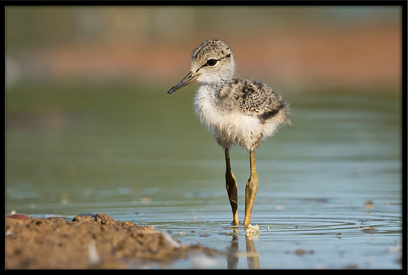 Black-necked Stilt Chick, 6/9/2020