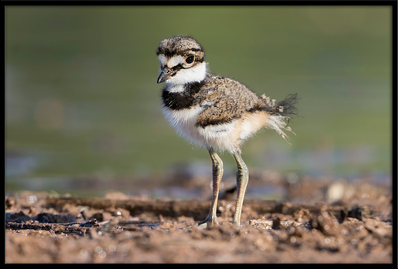 Killdeer Chick