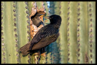 European Starling Chick Feeding Time
