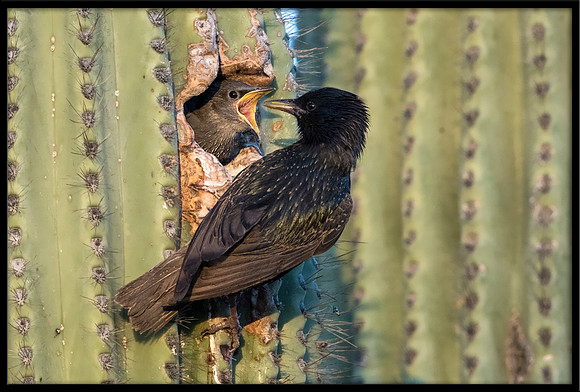 European Starling Chick Feeding Time
